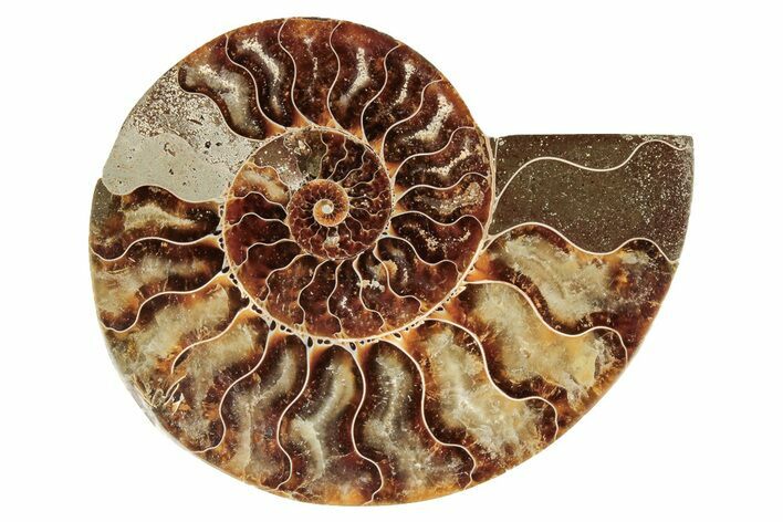 Cut & Polished Ammonite Fossil (Half) - Madagascar #191663